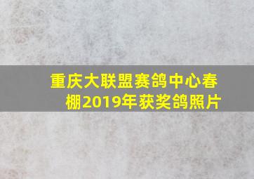 重庆大联盟赛鸽中心春棚2019年获奖鸽照片