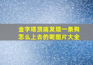 金字塔顶端发现一条狗怎么上去的呢图片大全