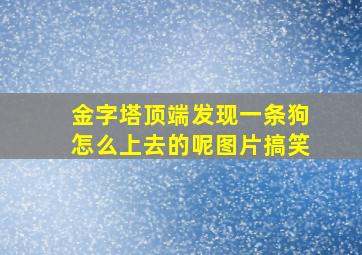 金字塔顶端发现一条狗怎么上去的呢图片搞笑