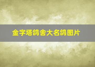 金字塔鸽舍大名鸽图片