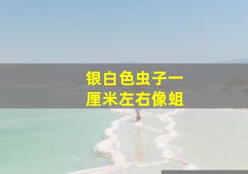 银白色虫子一厘米左右像蛆