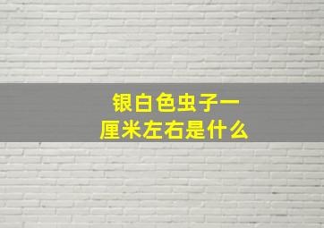 银白色虫子一厘米左右是什么