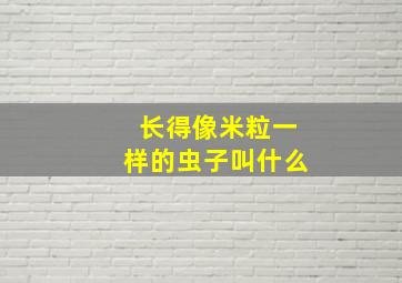 长得像米粒一样的虫子叫什么