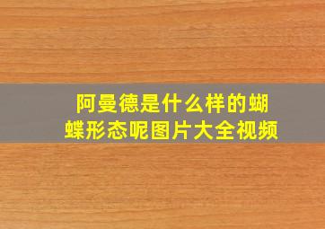 阿曼德是什么样的蝴蝶形态呢图片大全视频