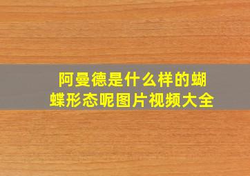 阿曼德是什么样的蝴蝶形态呢图片视频大全