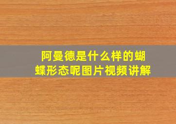 阿曼德是什么样的蝴蝶形态呢图片视频讲解