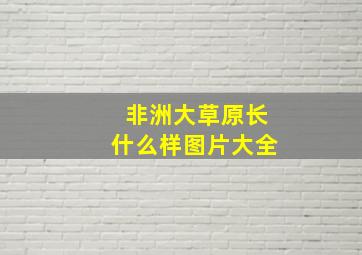 非洲大草原长什么样图片大全