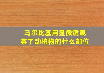 马尔比基用显微镜观察了动植物的什么部位