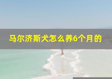 马尔济斯犬怎么养6个月的