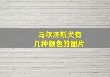 马尔济斯犬有几种颜色的图片