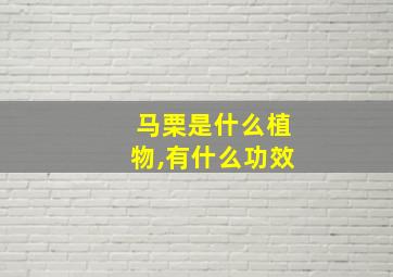 马栗是什么植物,有什么功效