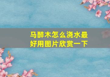 马醉木怎么浇水最好用图片欣赏一下