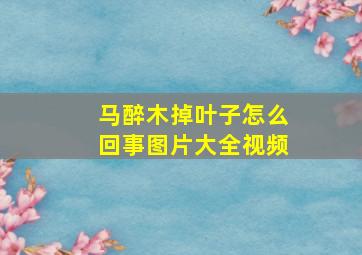 马醉木掉叶子怎么回事图片大全视频