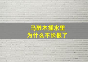 马醉木插水里为什么不长根了