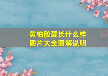 黄柏胶囊长什么样图片大全图解说明