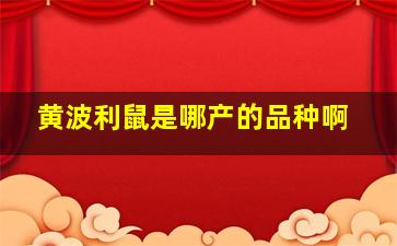 黄波利鼠是哪产的品种啊